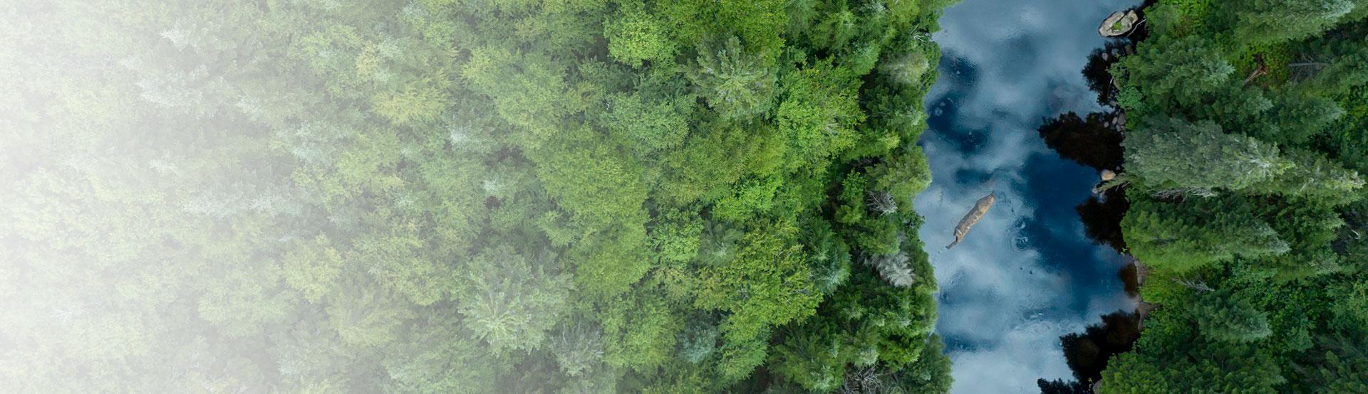 Nisitohtamowin arbres