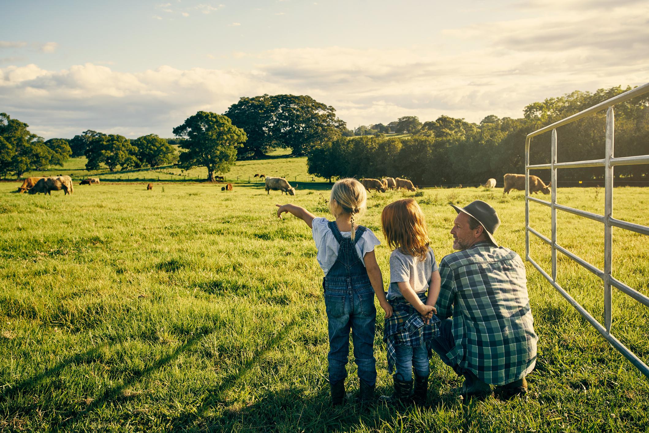 famille regardant des vaches dans un ranch