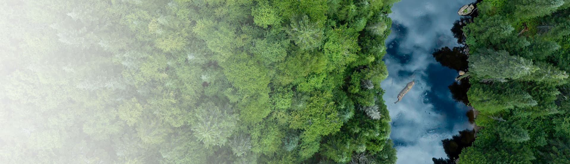 Nisitohtamowin arbres