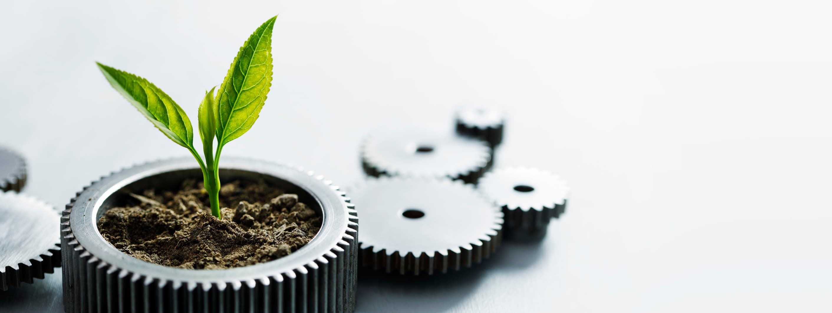 plante qui pousse dans le temps image