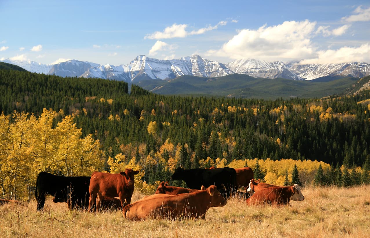Pâturage du bétail en Alberta, Canada.