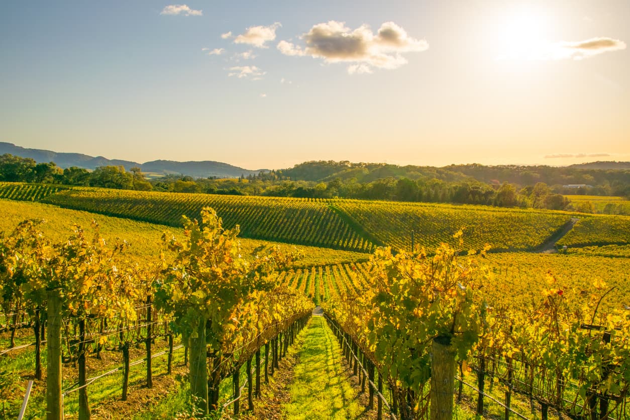 vineyard